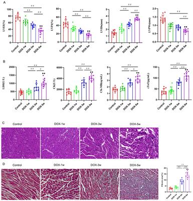 Alterations in the gut microbiome and metabolism with doxorubicin-induced heart failure severity